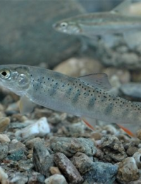 “한반도 평균기온 4.2℃도 오르면 멸종위기 어류 19종 사라져”