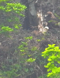 검독수리 둥지 찾아 77년 전 남양주 예봉산 절벽 올랐던 미군 장교
