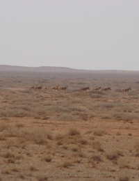 인간과 함께 진화해온 존재…2026 말띠 해에 알아보는 말의 생물학