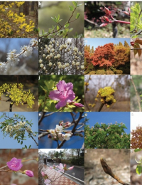 [기후 리포트] 숲 생태계 변했다…꽃은 더 일찍, 단풍은 더디게