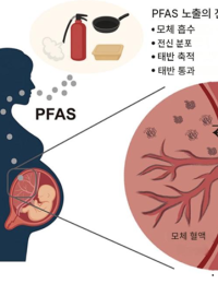 국내 임산부·태아 ‘대체 PFAS’ 노출 해외보다 높다 [환경 포커스]