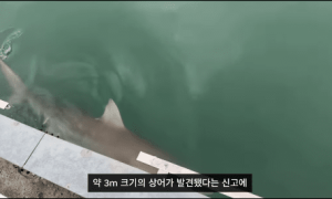 부캉이 바다로 안 나가도 괜찮나?
